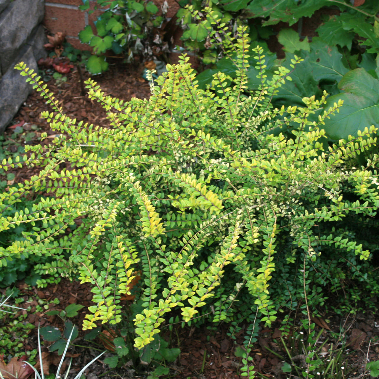 Lonicera nitida 'Baggesen's Gold' Box-leaf Honeysuckle