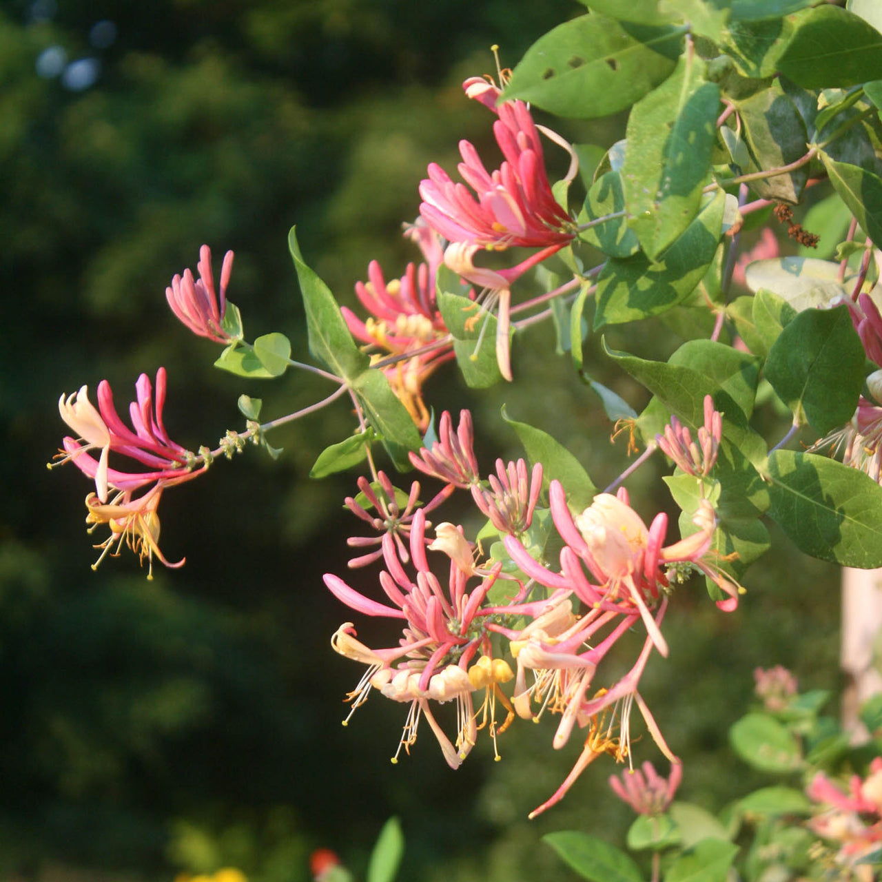 Lonicera 'Serotina' Dutch Honeysuckle