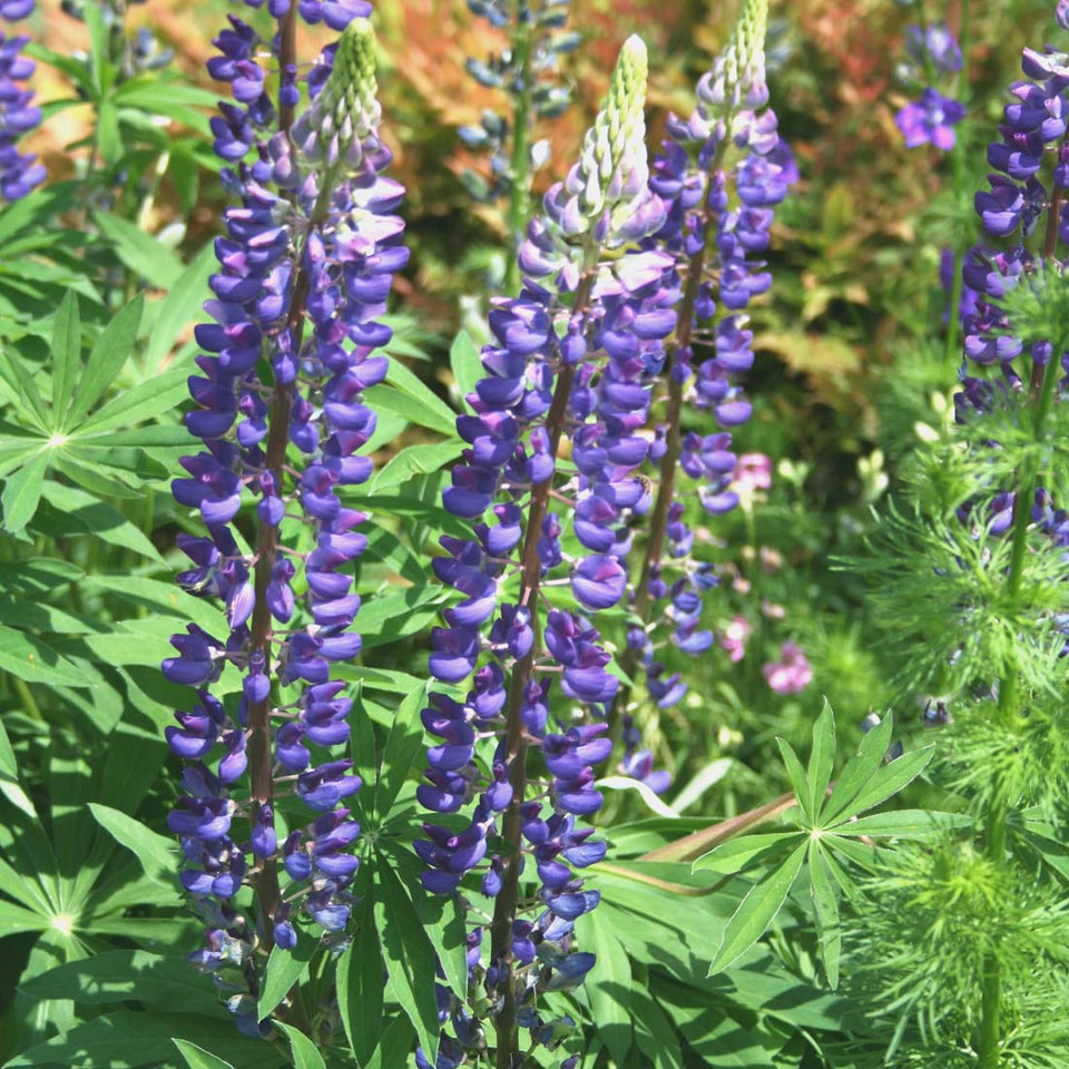 Lupinus perennis Wild Lupine | Rare Roots