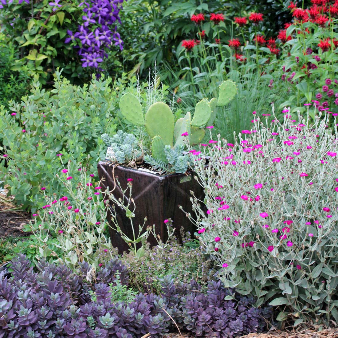 Lychnis coronaria Rose Campion