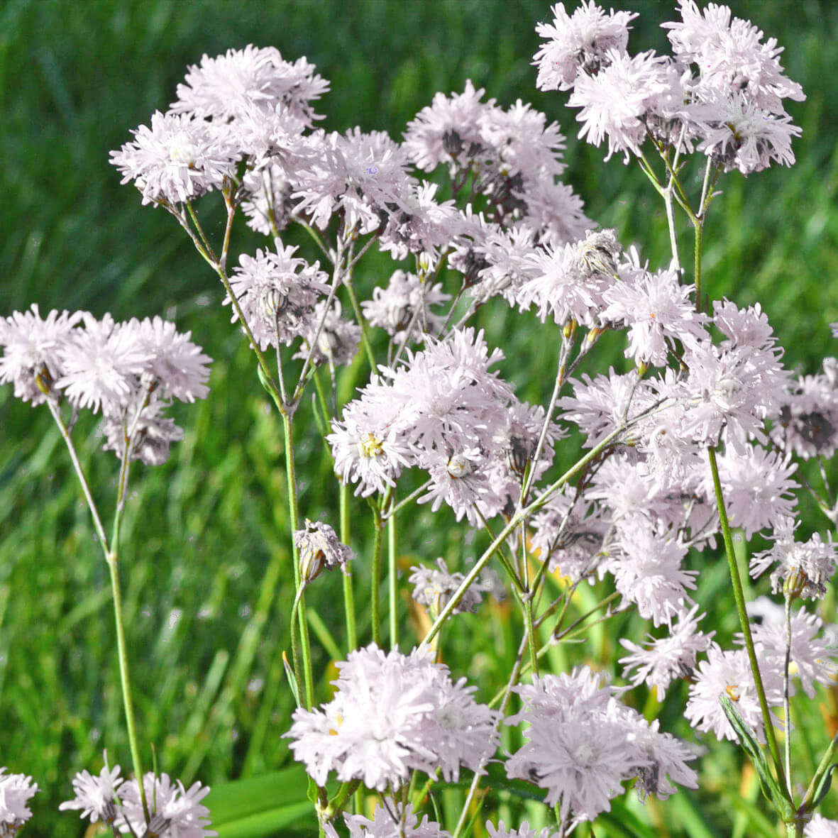 Lychnis flos-cuculi 'Petite Henri' Catchfly