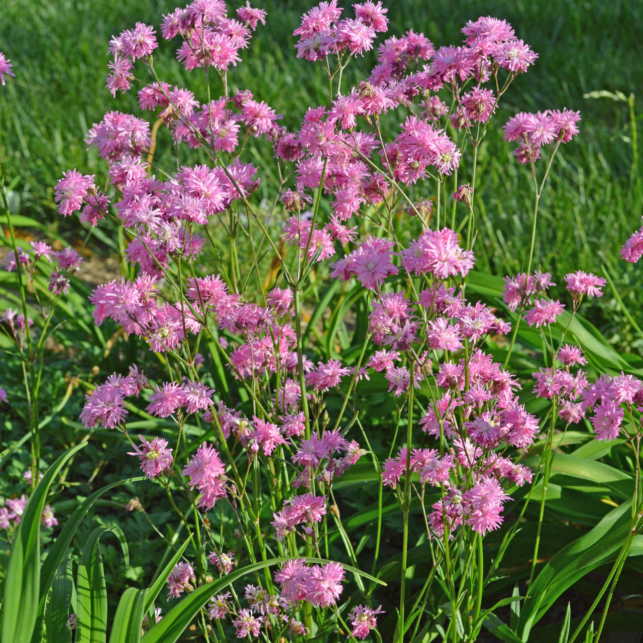 Lychnis 'Petite Jenny' Catchfly