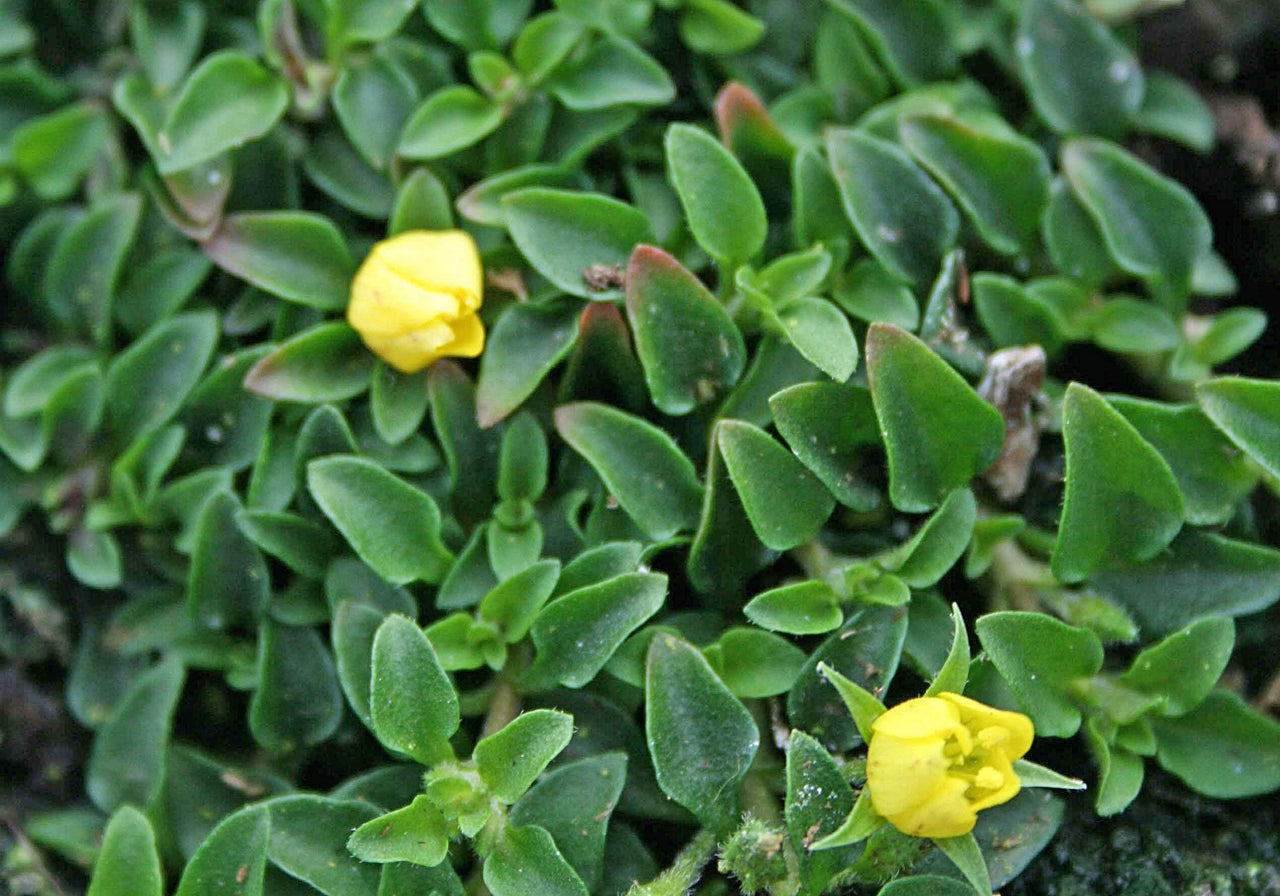 Lysimachia Minutissima Miniature Moneywort for sale