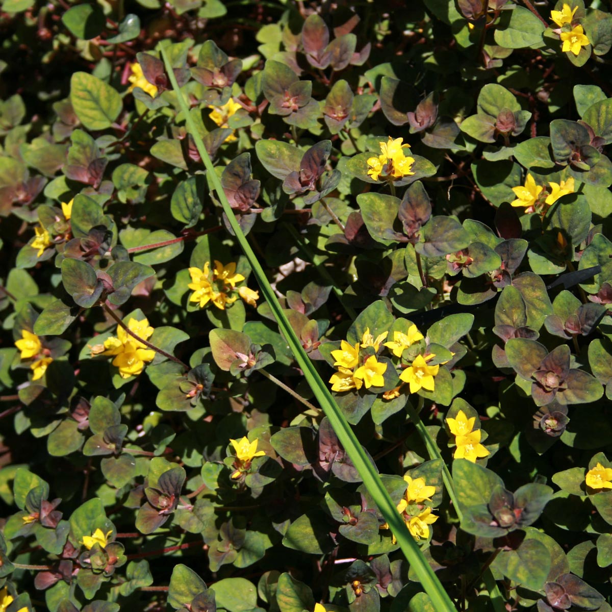 Lysimachia 'Persian Chocolate' Moneywort