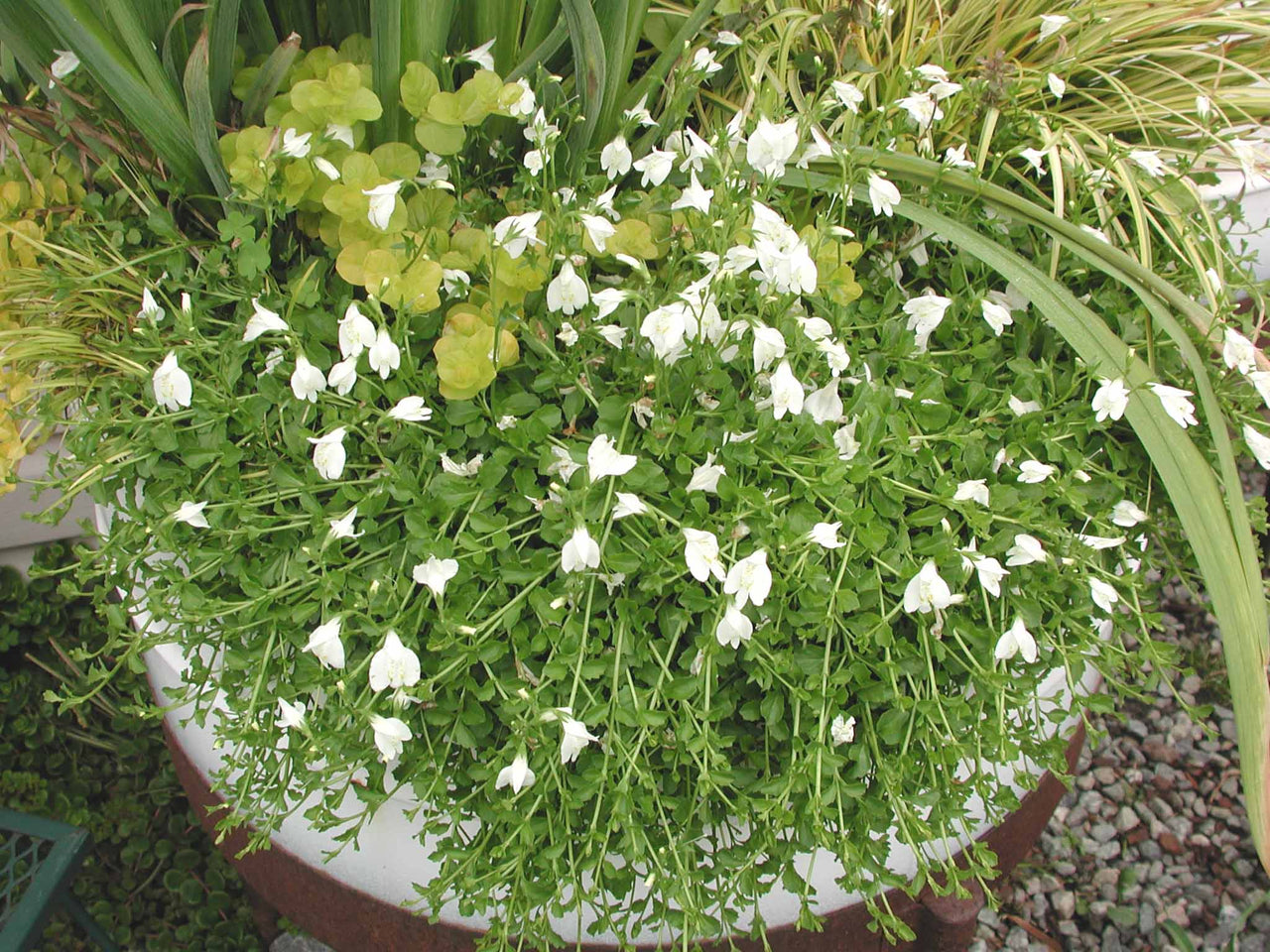 Mazus reptans Alba for sale 