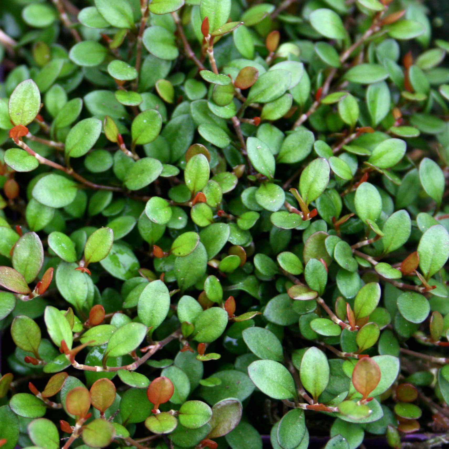 Muehlenbeckia axillaris Nana Creeping Wire Vine for sale