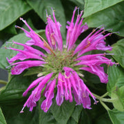 Monarda  didyma Purple Rooster Bee Balm for sale