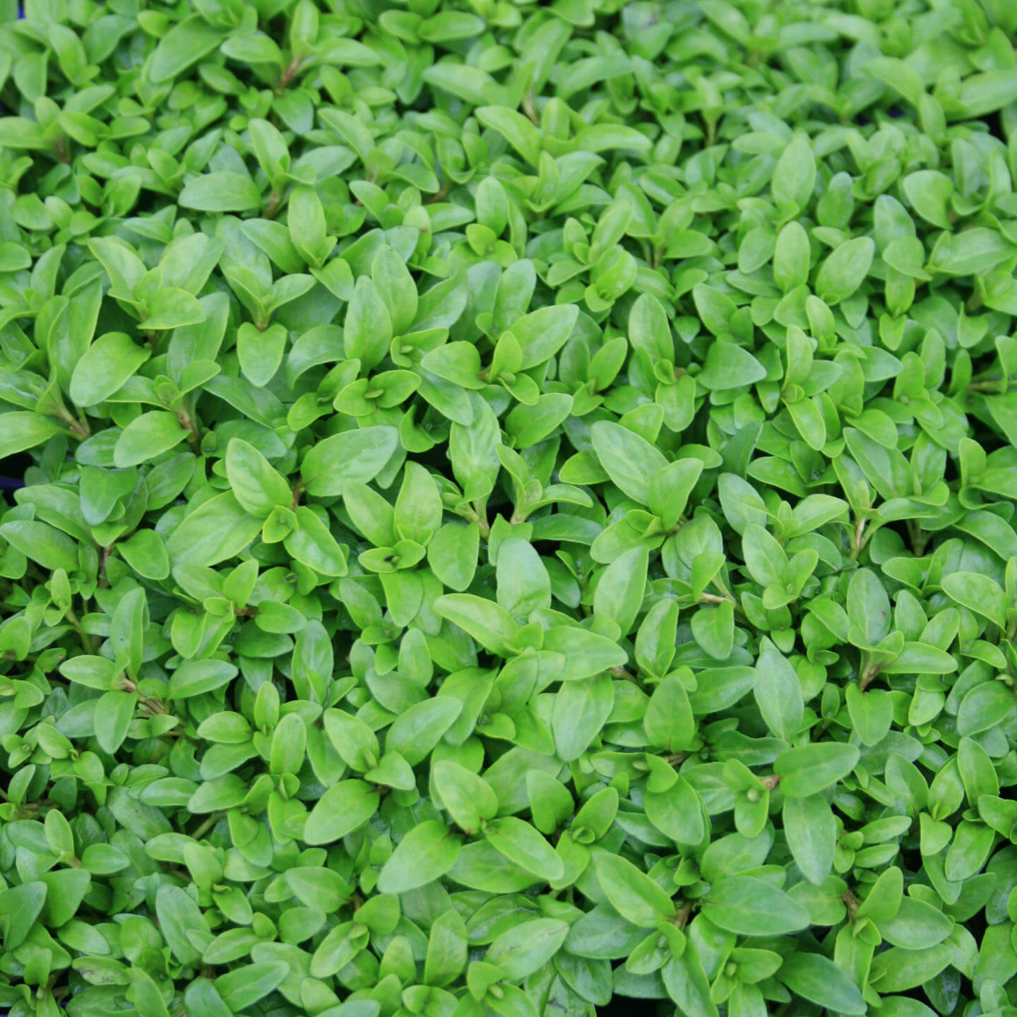 Mentha pulegium Nana Dwarf Pennyroyal for Sale | Rare Roots