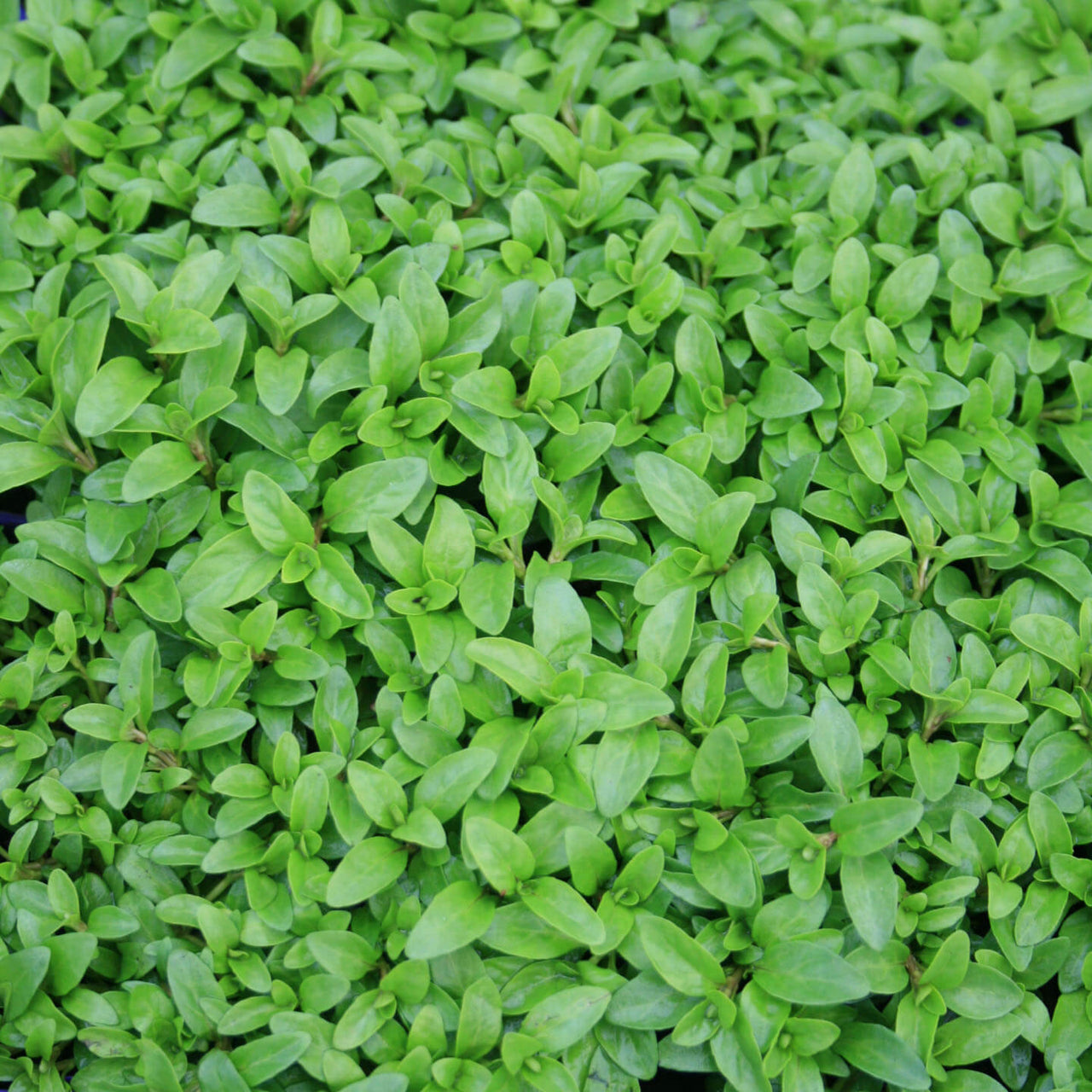 Mentha pulegium Nana Dwarf Pennyroyal for sale 