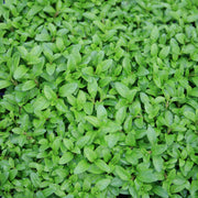 Mentha pulegium Nana Dwarf Pennyroyal for sale 