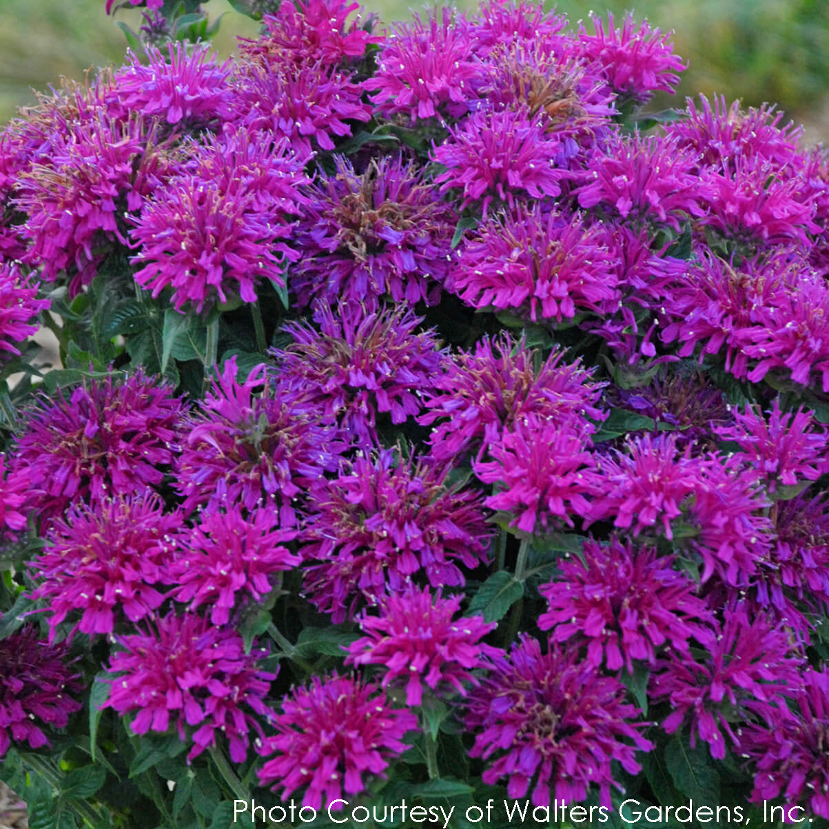 Monarda Grape Gumball Bee Balm