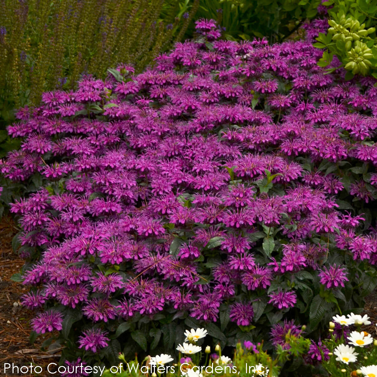 Grape Gumball Beebalm (Monarda 'Grape Gumball') in Richmond Fairfax Loudoun  Prince William Fredericks Virginia VA at Meadows Farms Nurseries