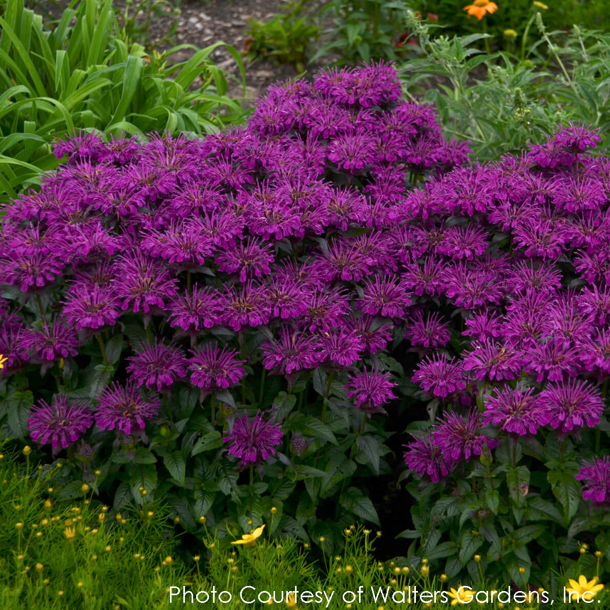 Monarda Grape Gumball Bee Balm