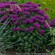 Monarda Grape Gumball Bee Balm