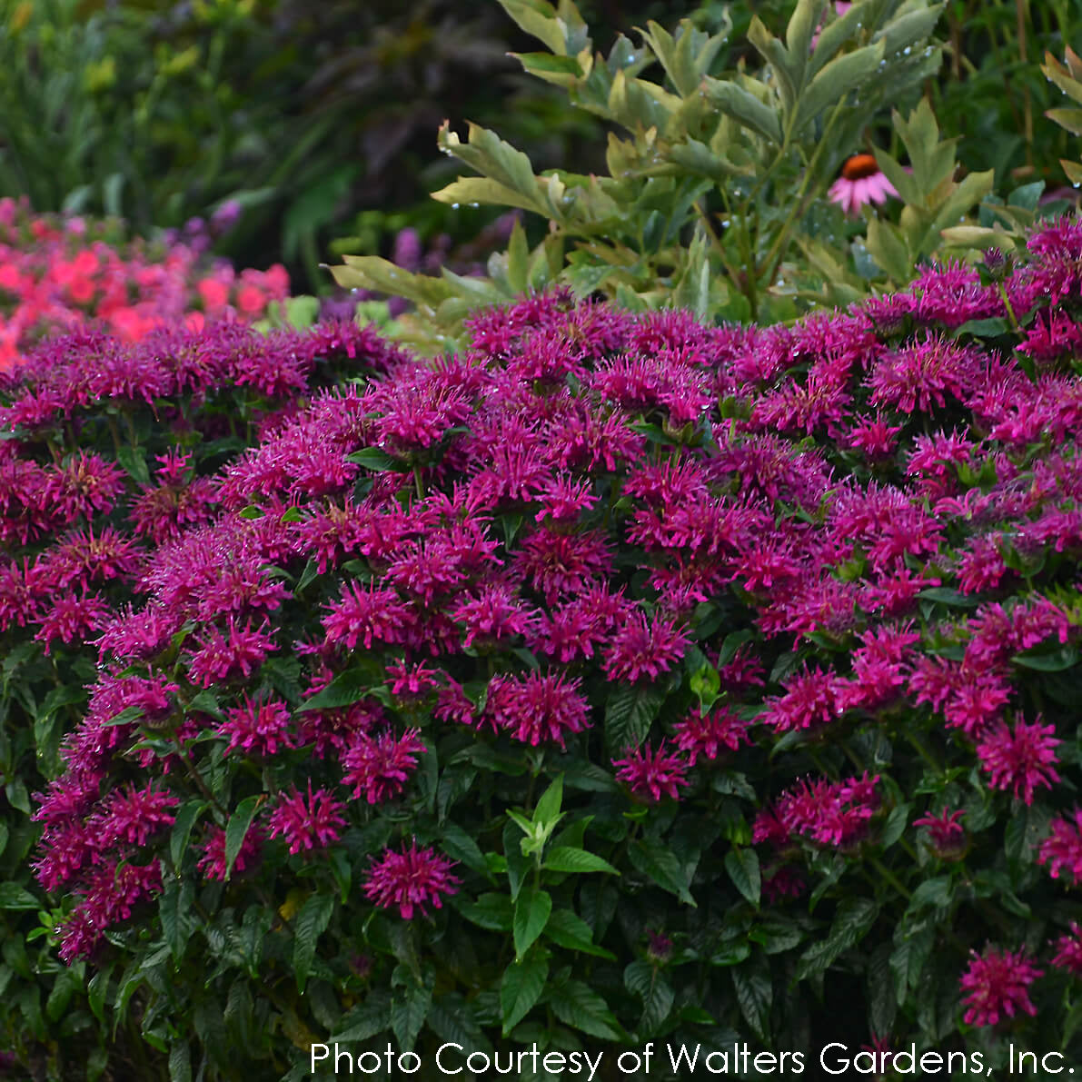 Monarda Grape Gumball Bee Balm