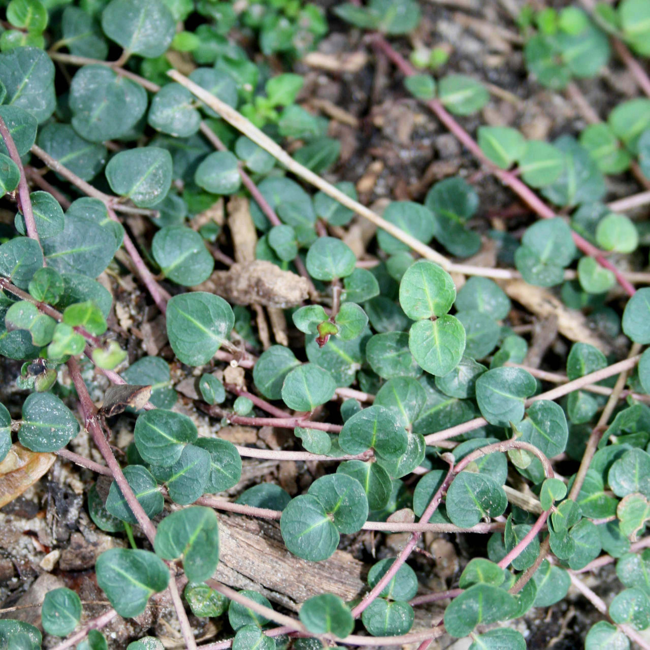 Mitchella repens Partridge Berry