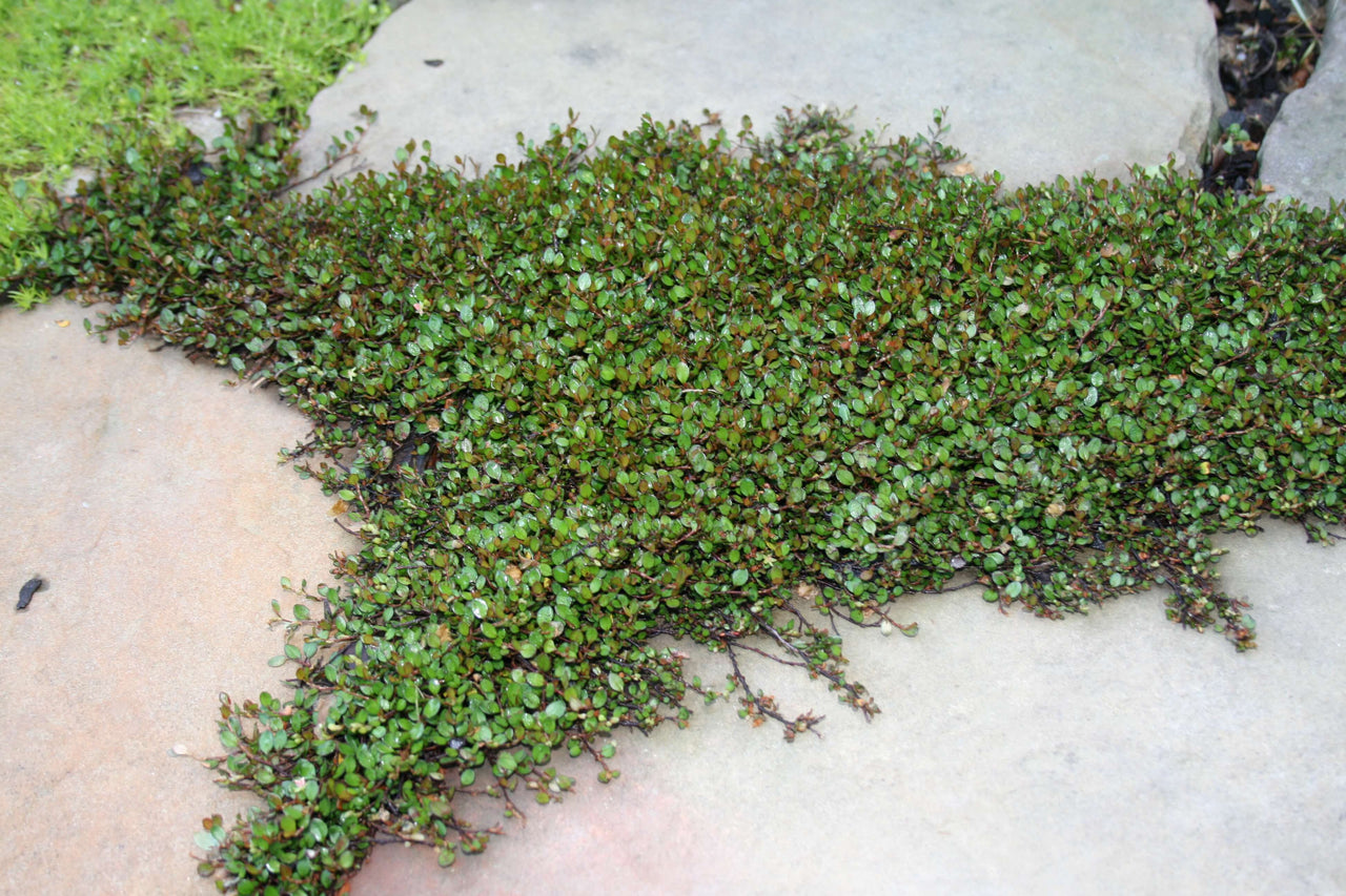 Muehlenbeckia axillaris Nana Creeping Wire Vine for sale