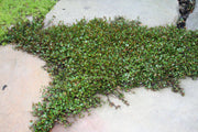 Muehlenbeckia axillaris Nana Creeping Wire Vine for sale