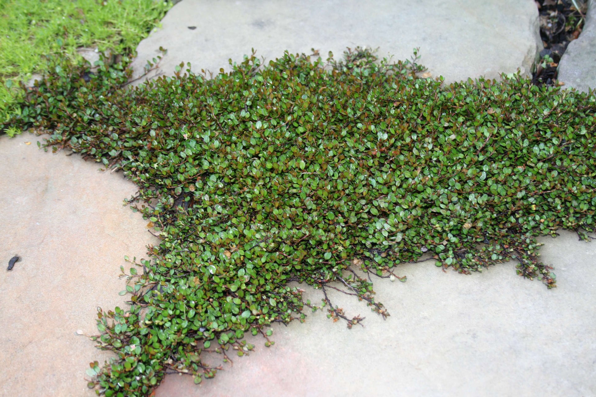 Muehlenbeckia axillaris Nana Creeping Wire Vine for sale