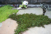 Muehlenbeckia axillaris Nana Creeping Wire Vine for sale