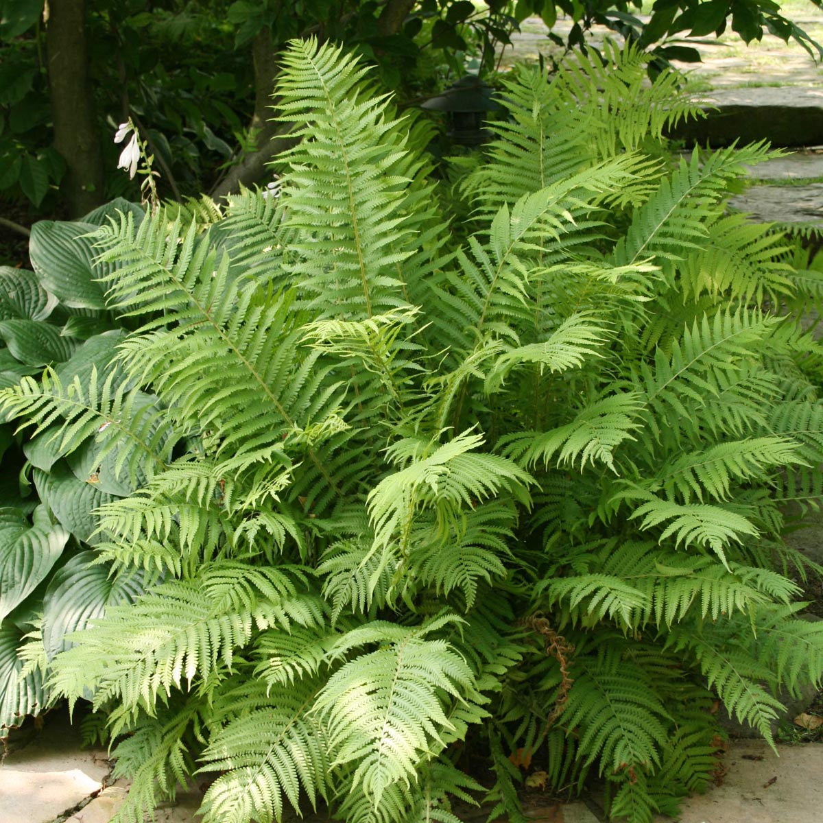 Fern Ostrich Matteuccia struthiopteris 'The King'