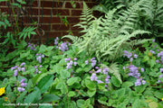 Meehania cordata Meehan's Mint for sale 