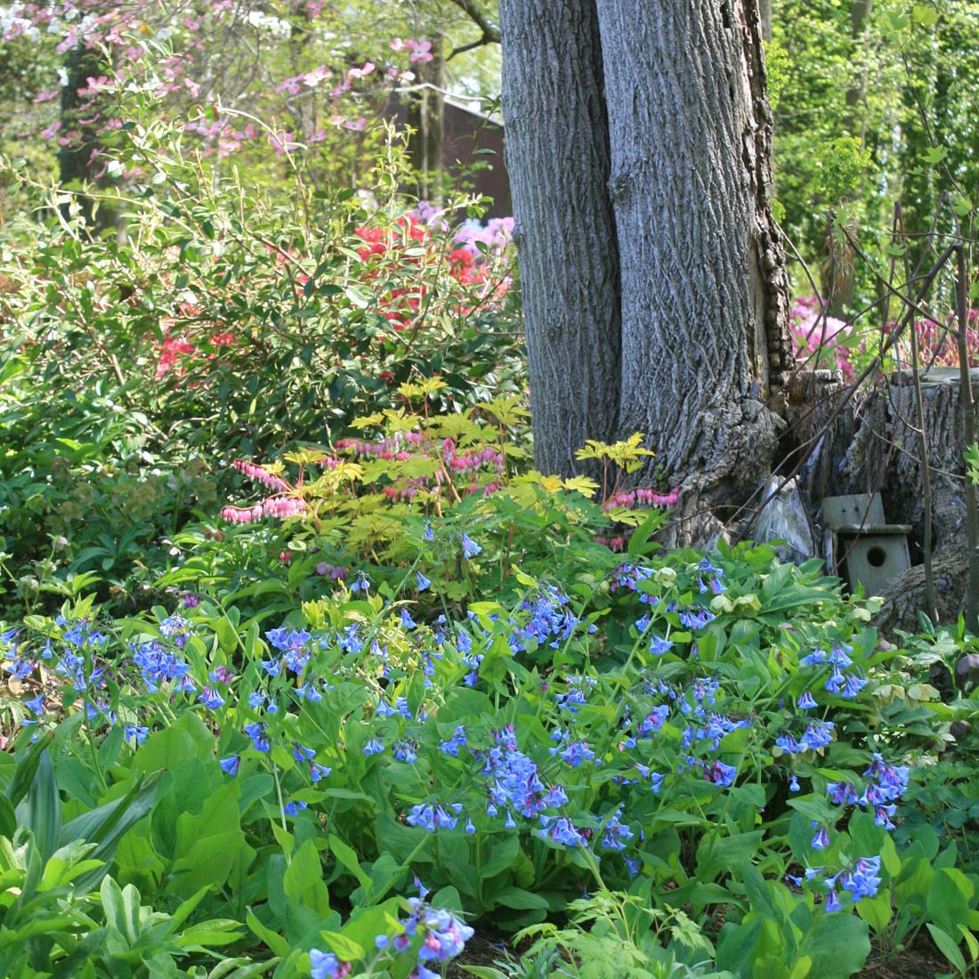 Mertensia virginica Virginia Bluebells