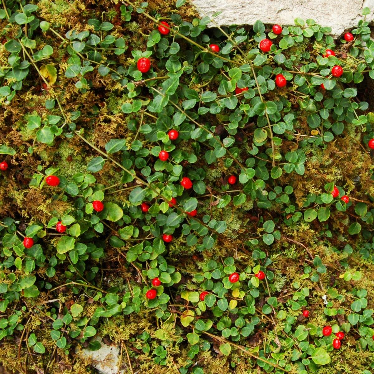 Mitchella repens Partridge Berry