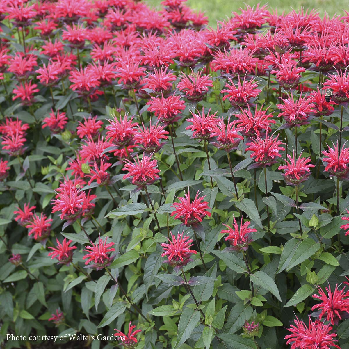 Monarda 'Red Velvet' Bee Balm