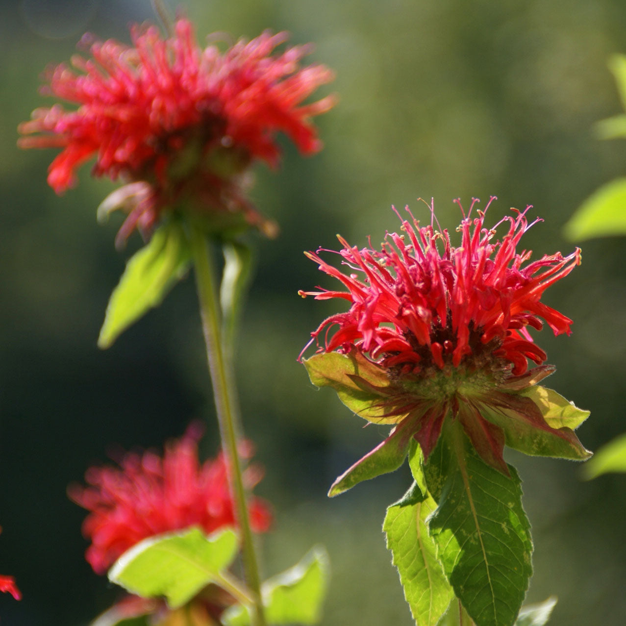 Monarda didyma Bee Balm