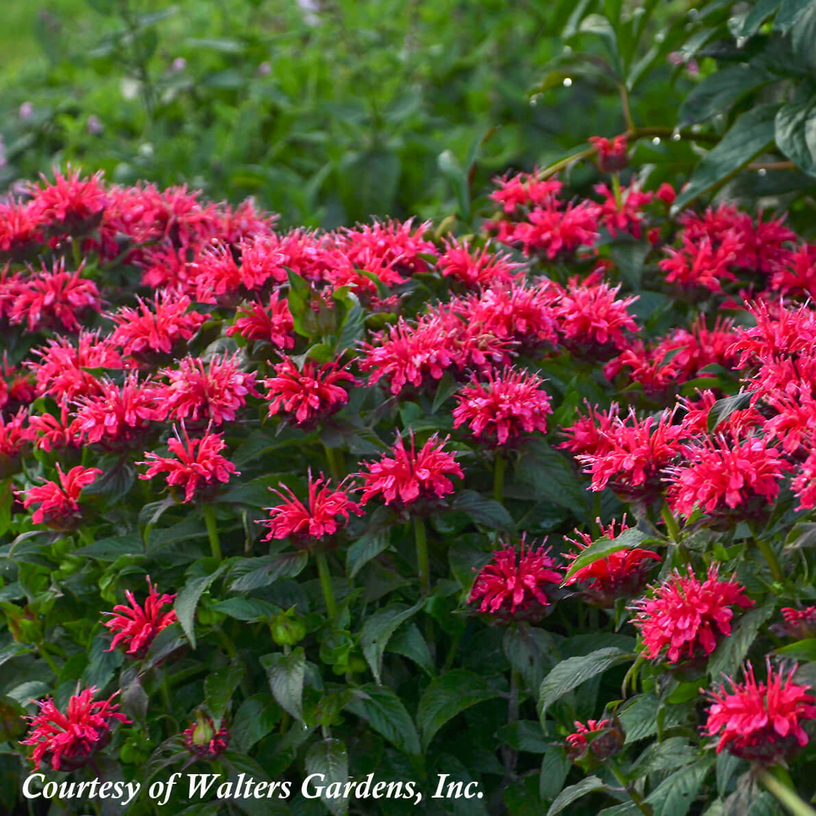 Monarda 'Cherry Pops' Bee Balm