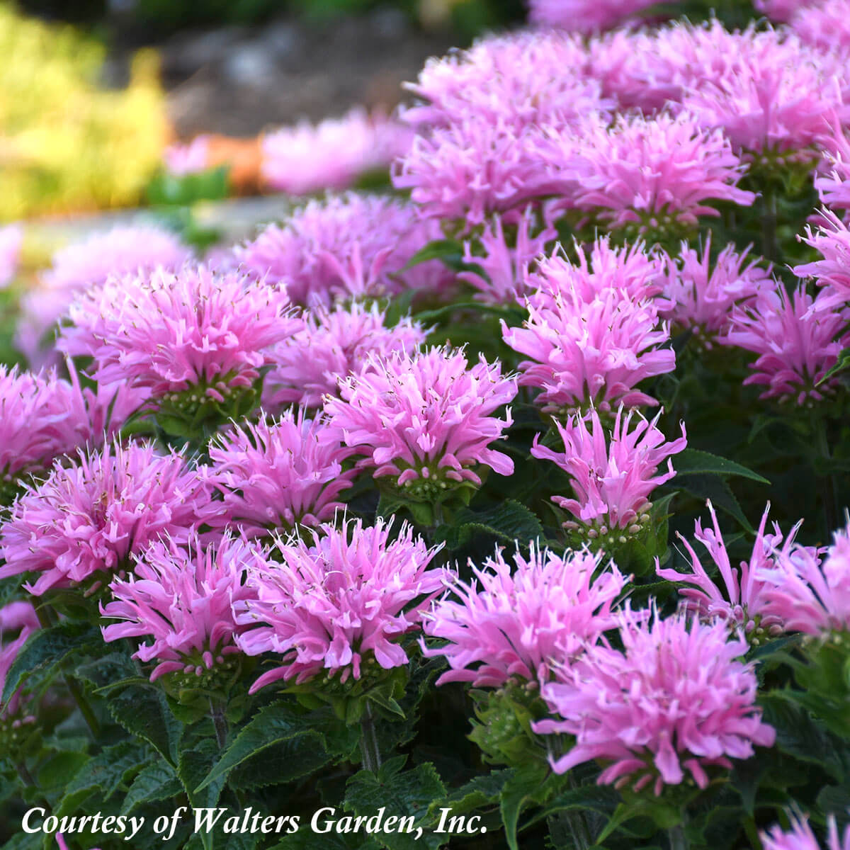 Monarda didyma 'Pink Frosting' Bee Balm