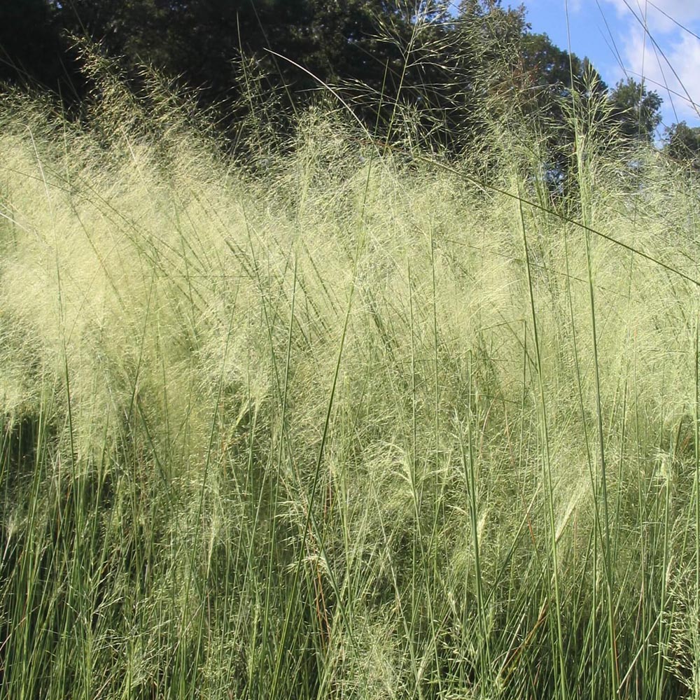 Muhlenbergia capillaris 'White Cloud' Muhly Grass