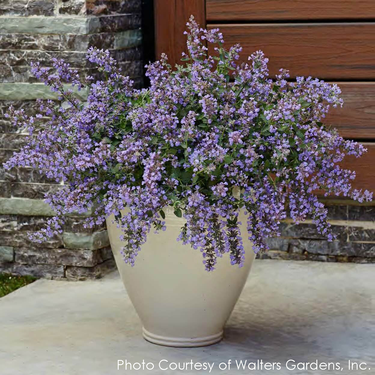 Nepeta Cat's Meow Catmint