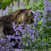 Nepeta Cat's Meow Catmint