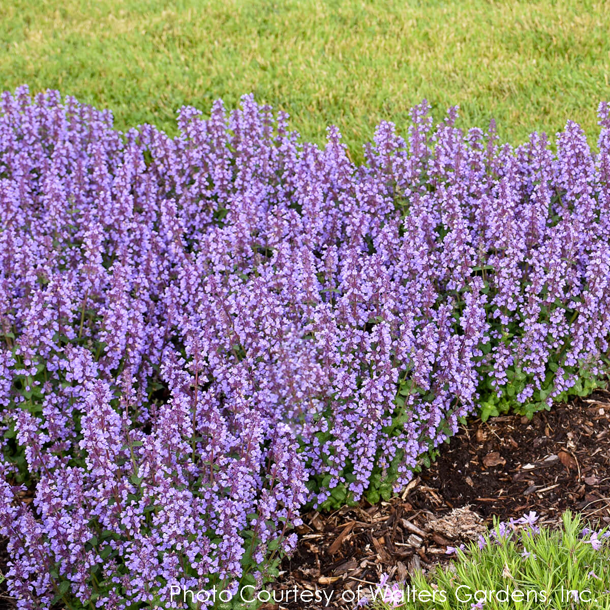 Nepeta Cat's Pajamas Catmint