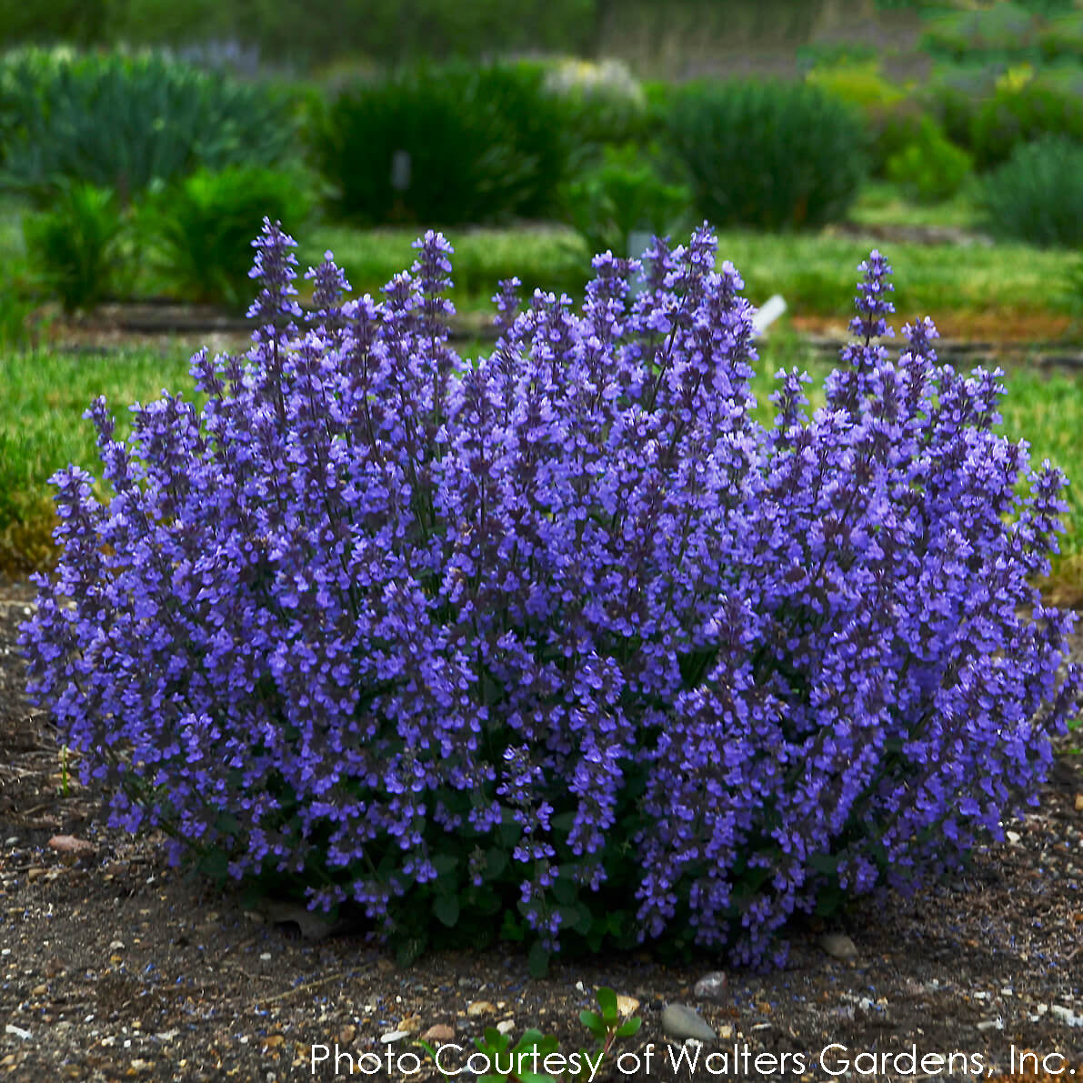 Nepeta 'Cat's Pajamas' Catmint