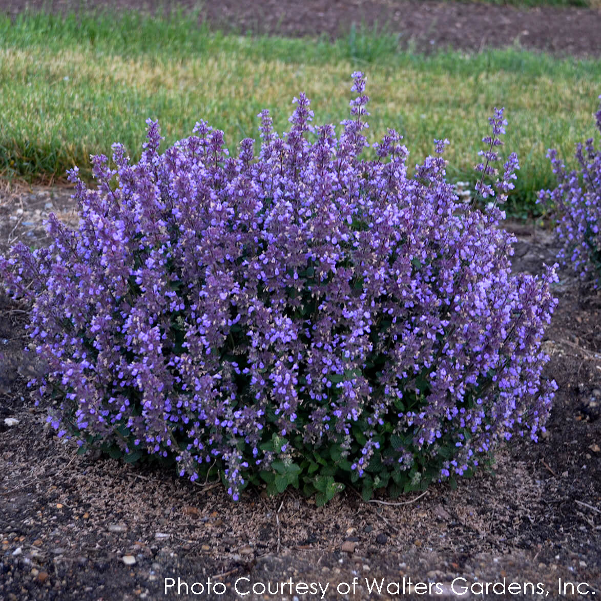 Nepeta Cat's Pajamas Catmint