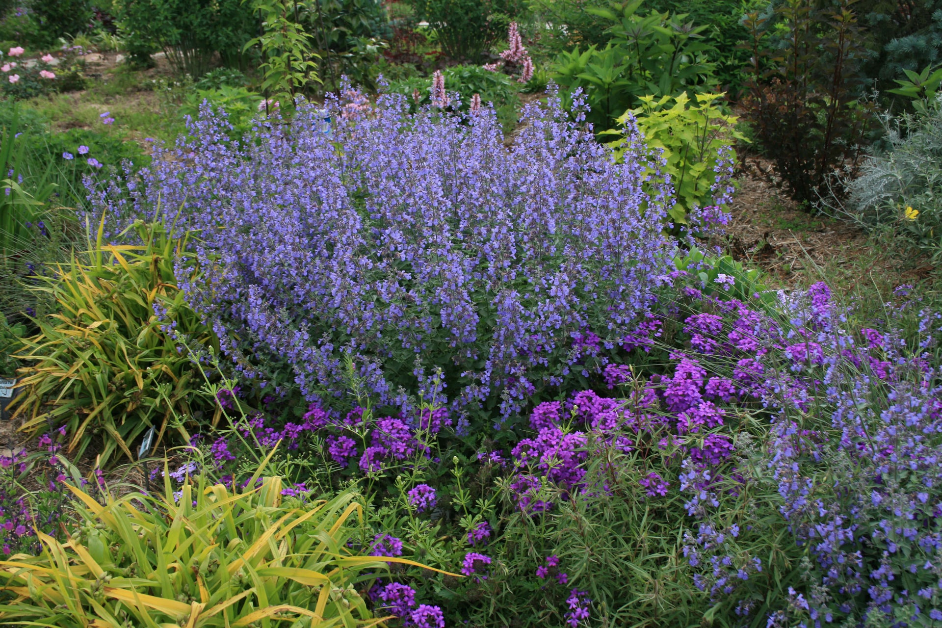 Nepeta x faassenii Walker's Low Catmint for sale