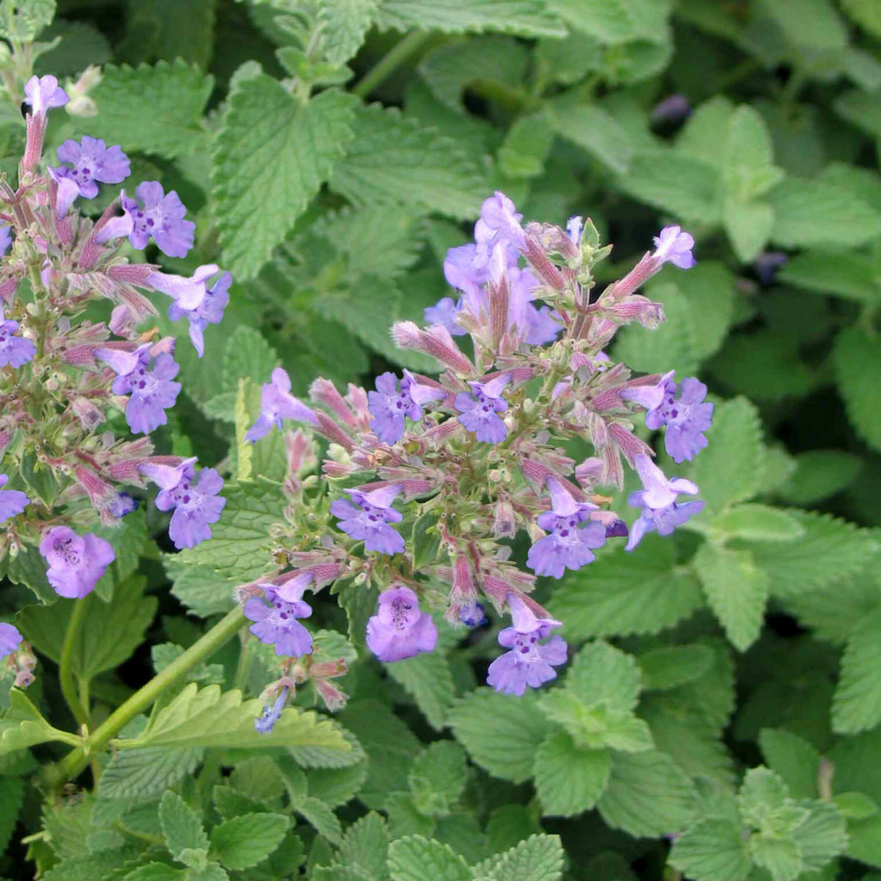 Nepeta x faassenii Walker's Low Catmint for sale