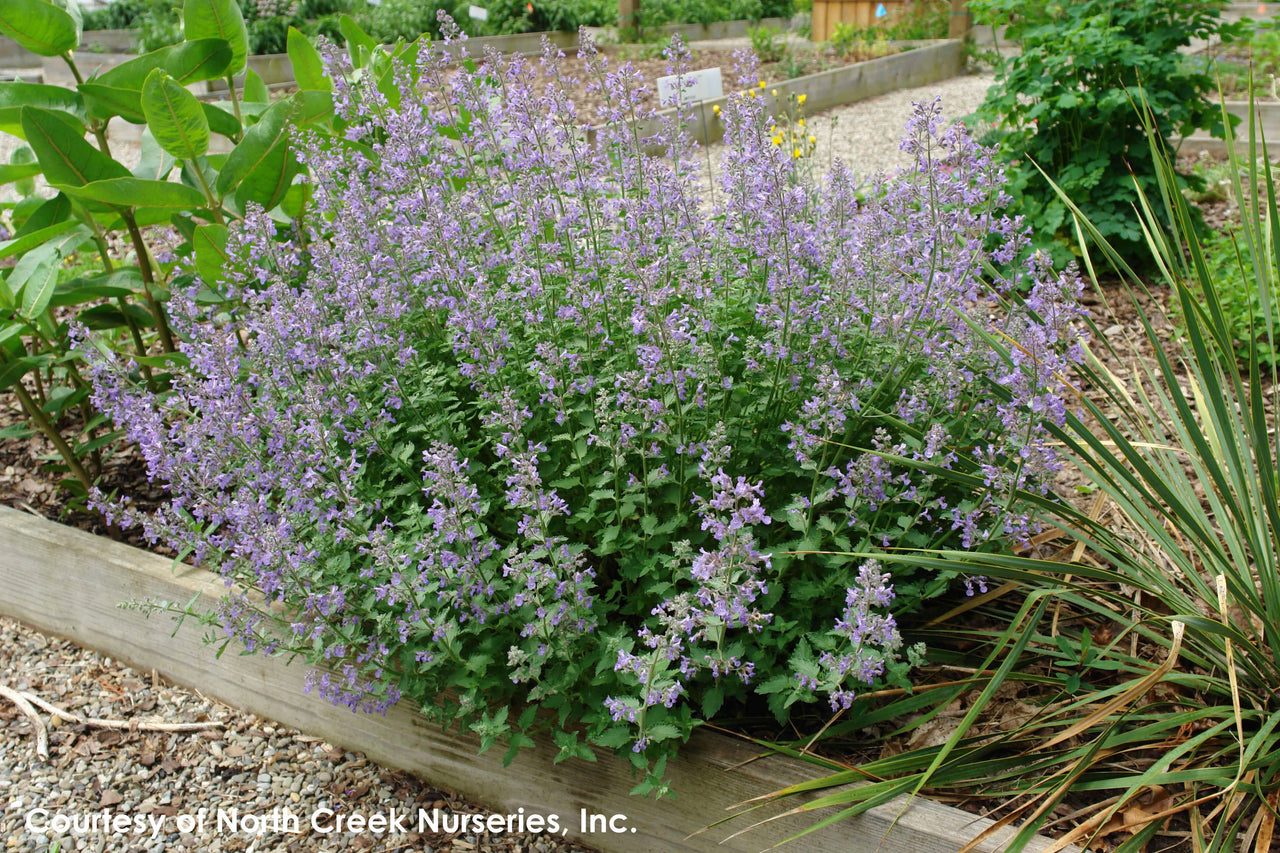 Nepeta faassenii 'Junior Walker' Catmint