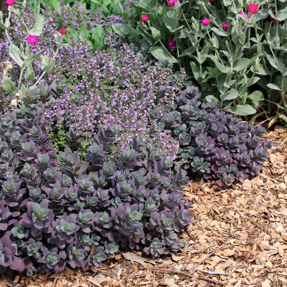 Sedum Dazzleberry