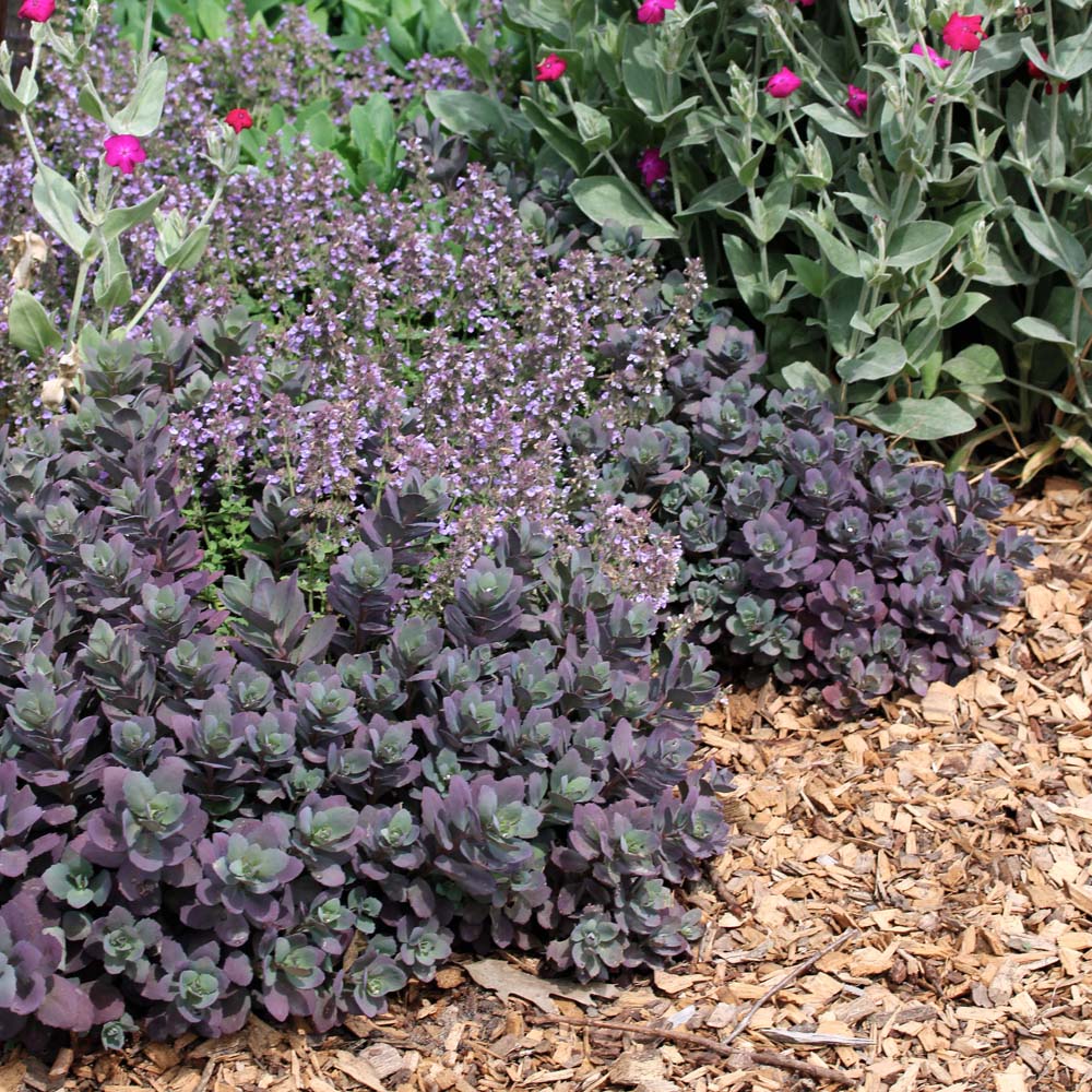 Sedum 'Dazzleberry' Stonecrop