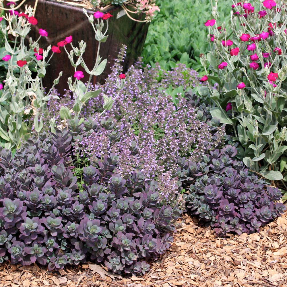 Sedum 'Dazzleberry' Stonecrop