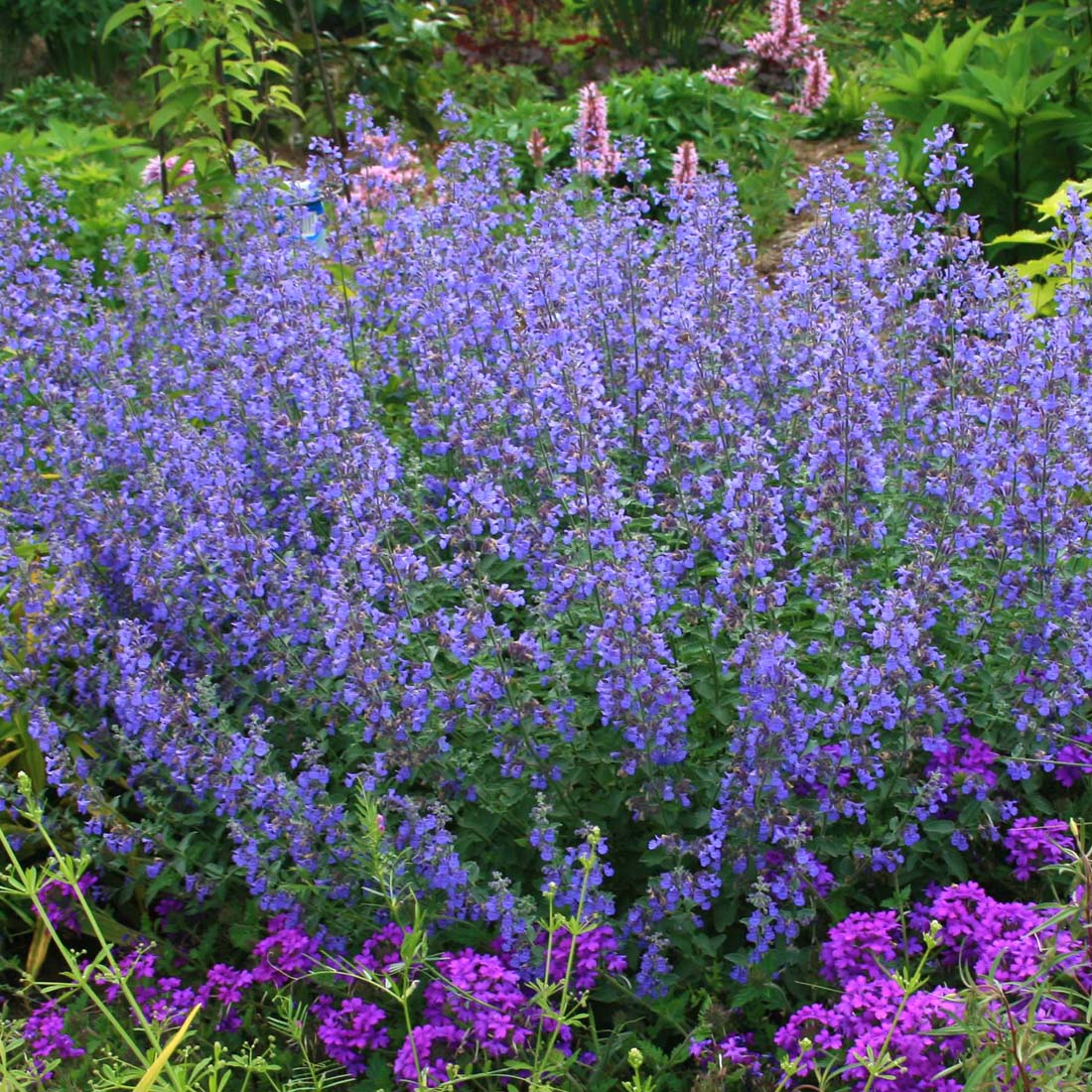 Nepeta faassenii 'Walker's Low' Catmint