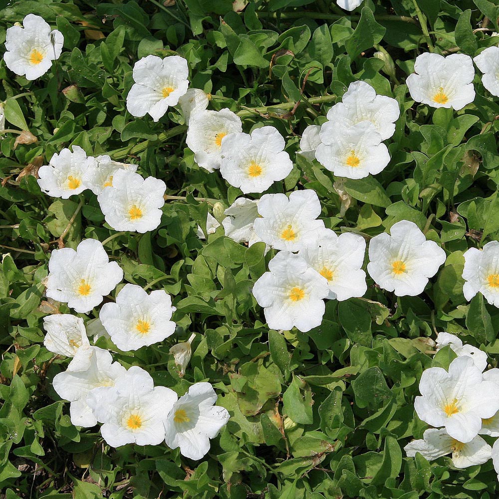 Nierembergia repens Cup Flower