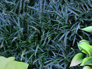 Ophiopogon japonicus Nana Dwarf Mondo Grass for sale