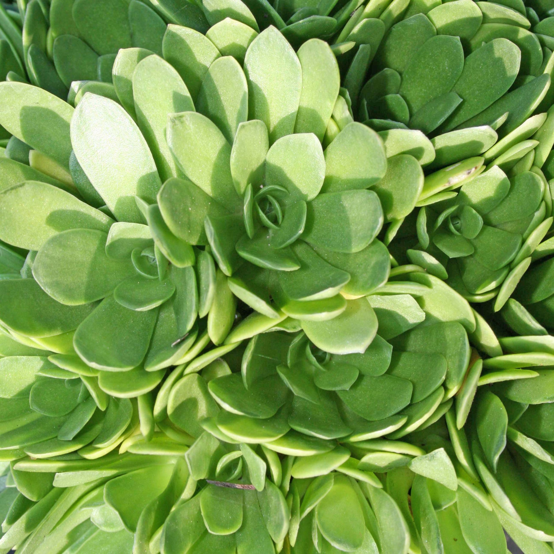 mint saucer succulent Orostachys macrophylla Green Dunce Cap for Sale