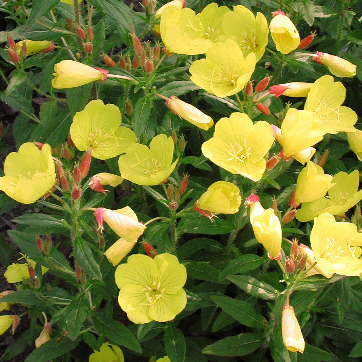 Oenothera fruticosa 'Fireworks' Sundrops