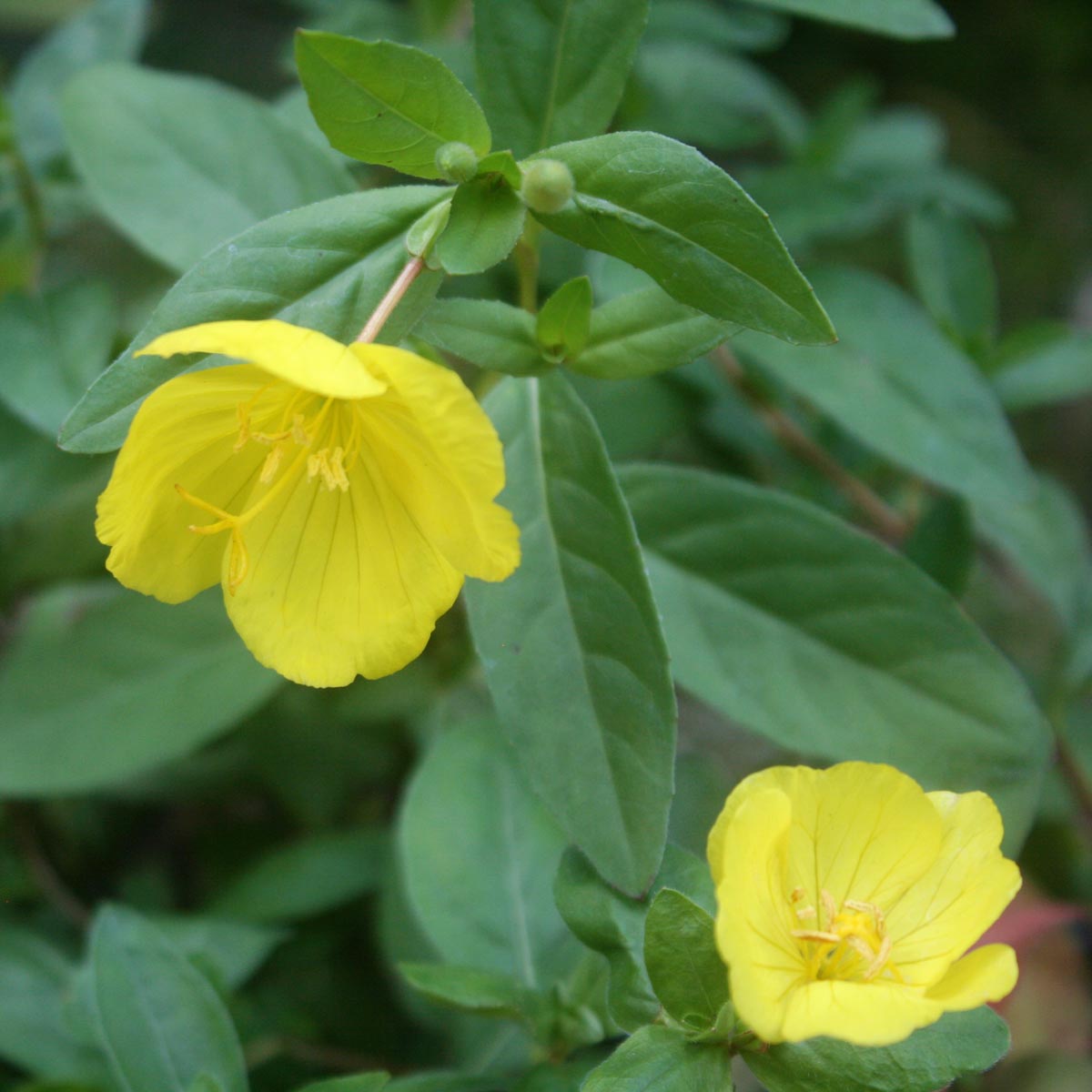 Oenothera fruticosa Sundrops